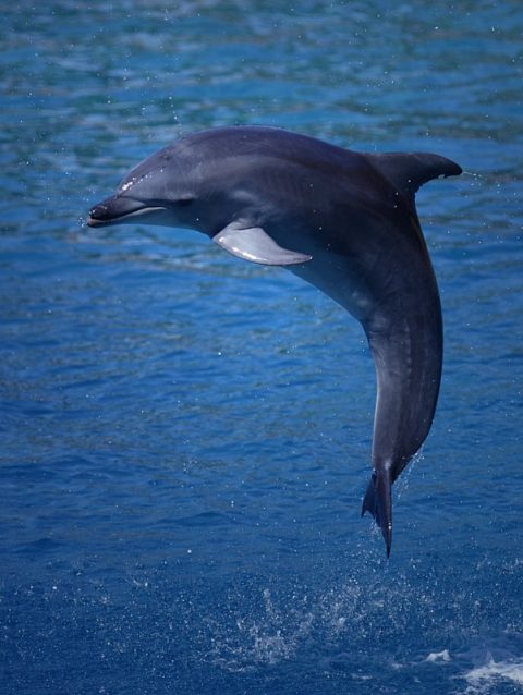 Dolphin Jump Photo