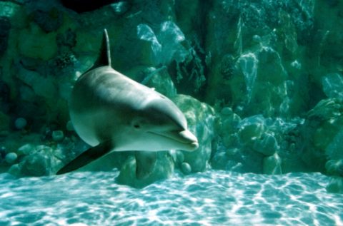 underwater dolphin pictures 2 480